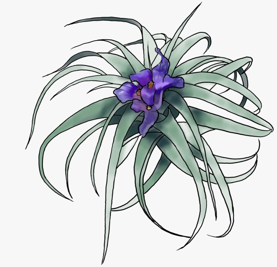 Clavel del Aire